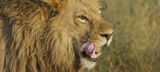 Big 5 Safaris