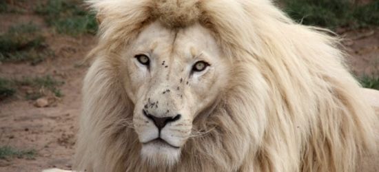 White Lion Project