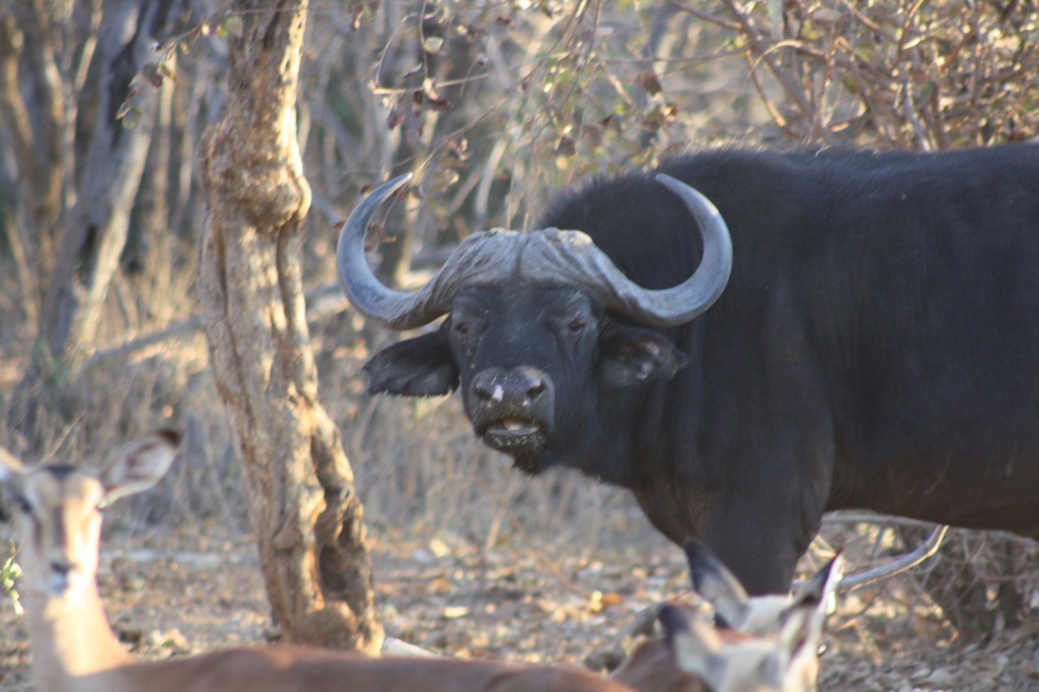 Cape buffalo photographed at Seringa
