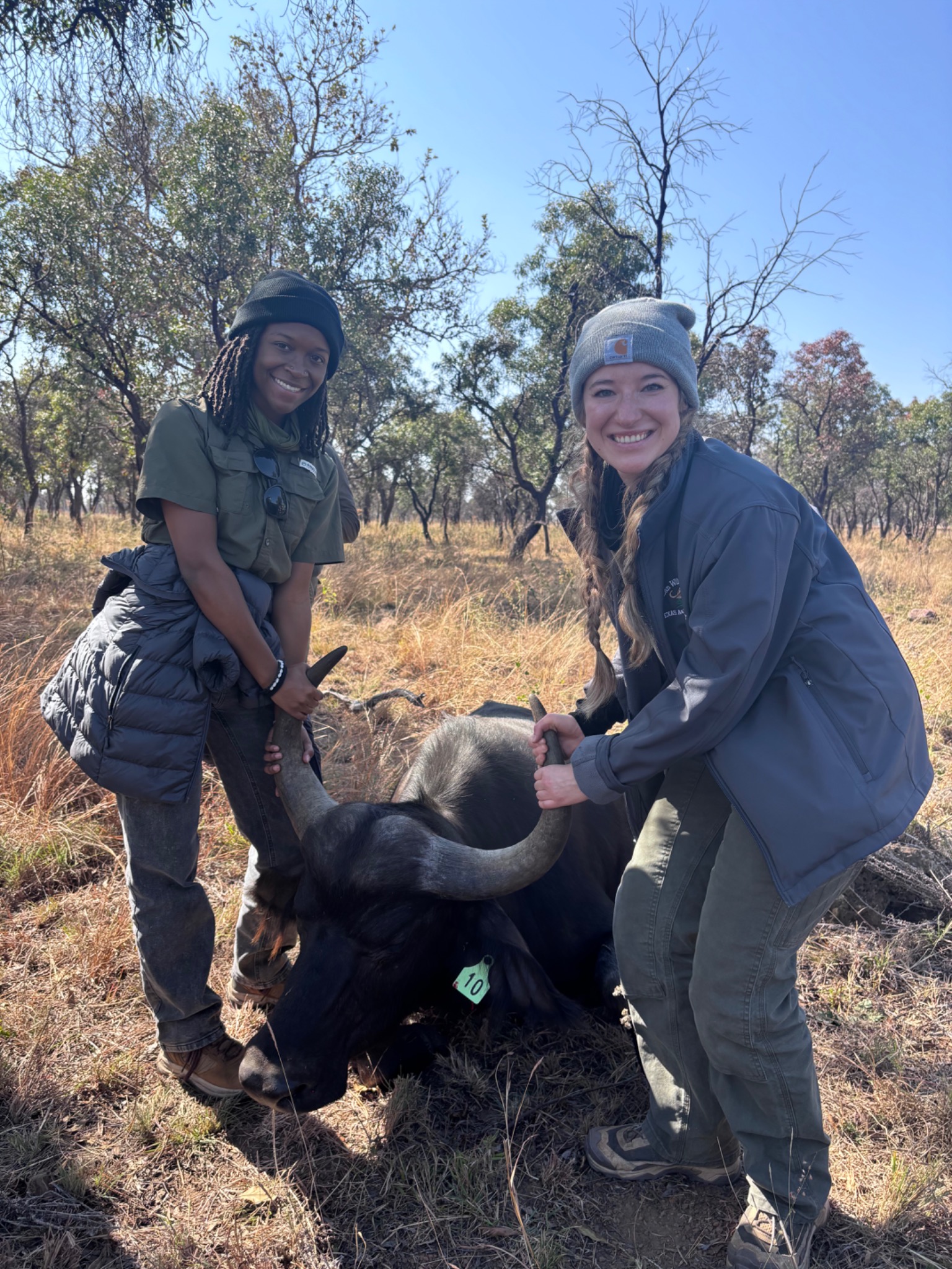 A supervised wildlife field team beside an immobilized Cape buffalo