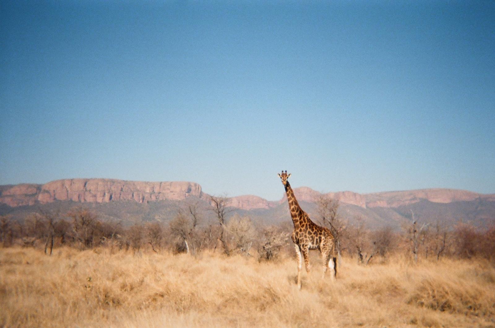 Giraffe standing before the Waterberg mountains