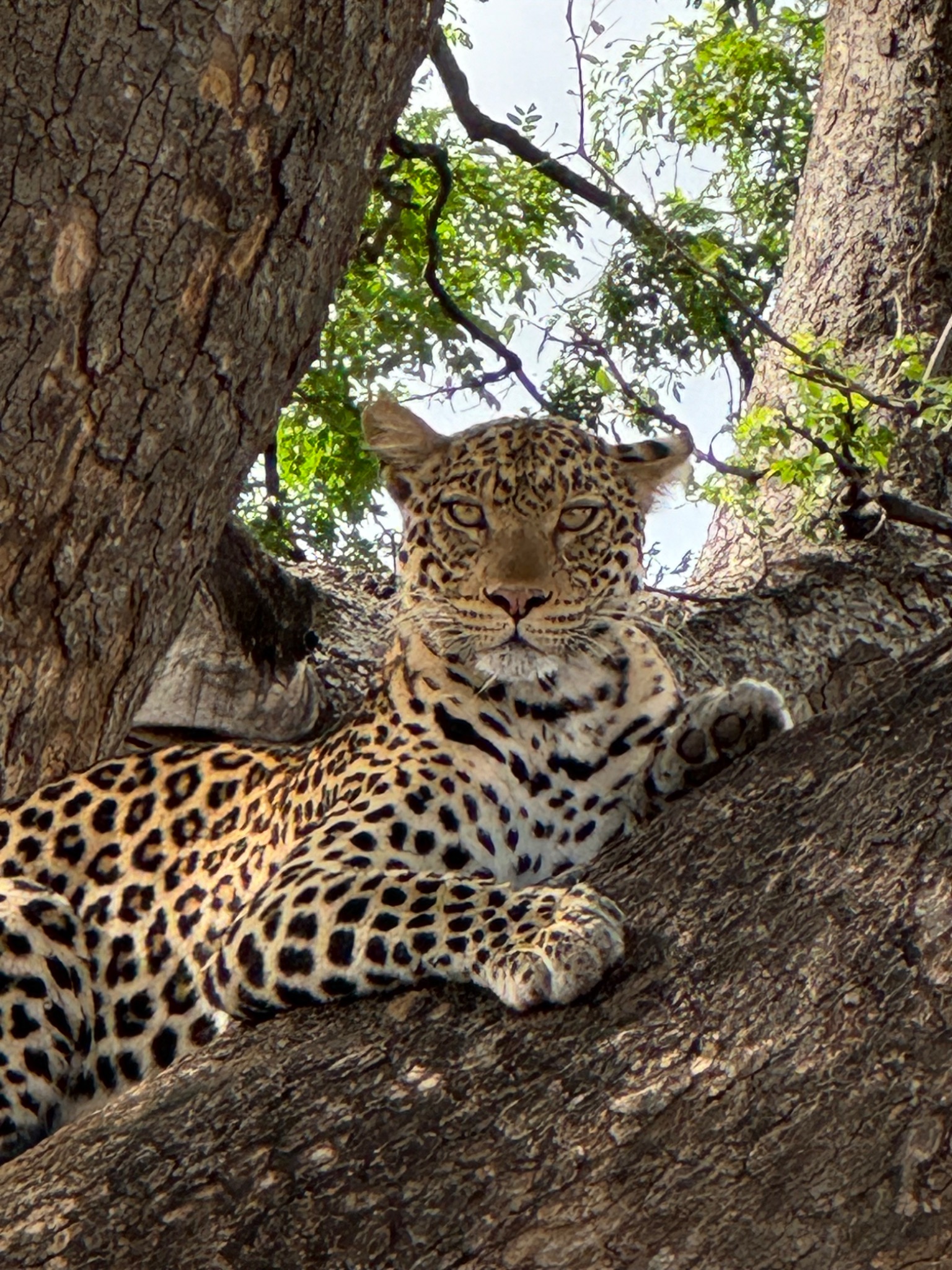 Leopard resting in a tree in the South African bush