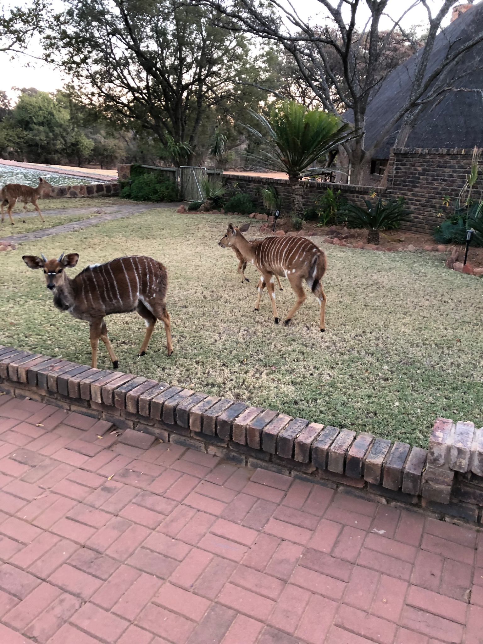 Nyala on the lawn beside the lodge