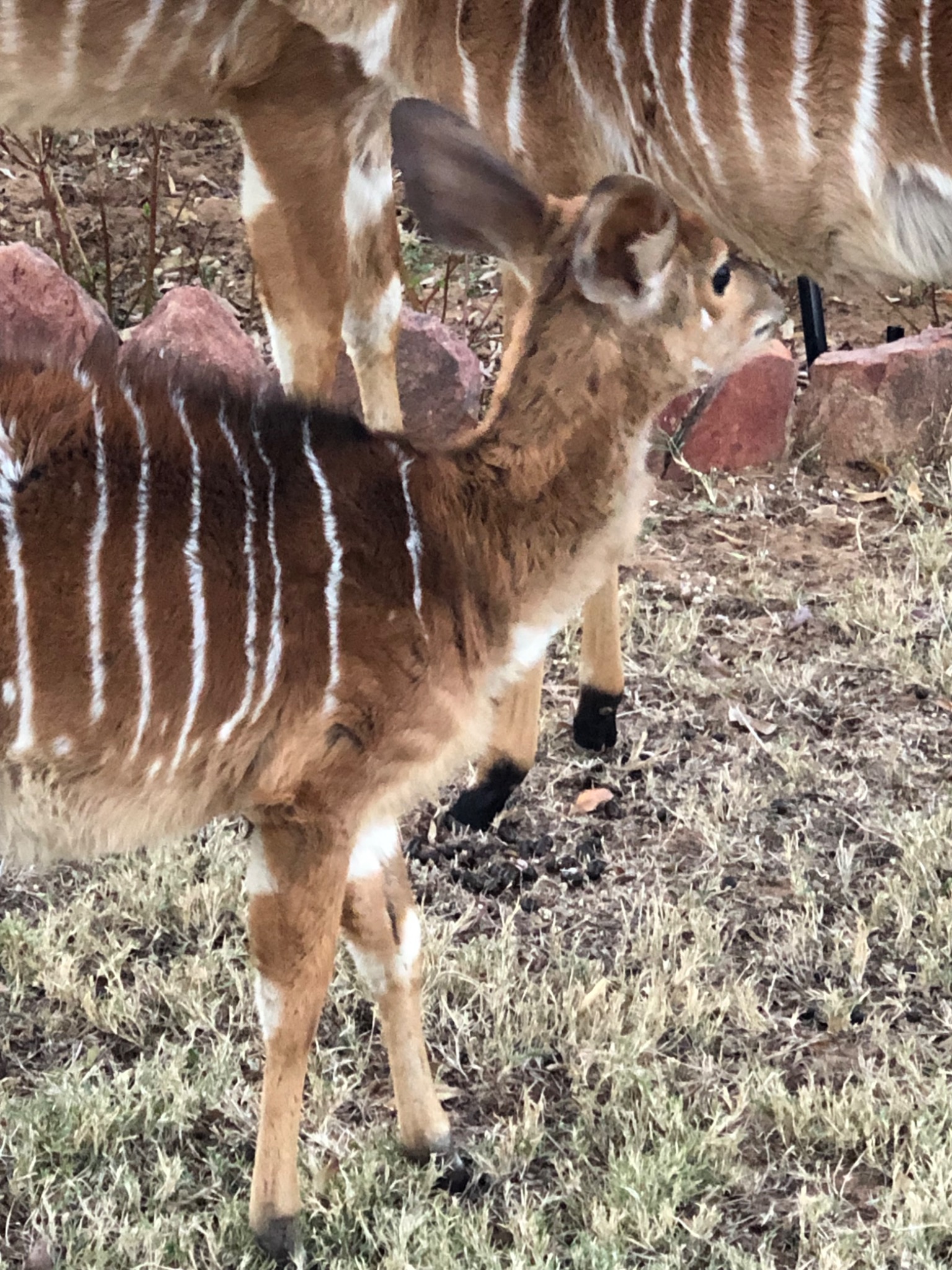Young nyala calf beside its mother