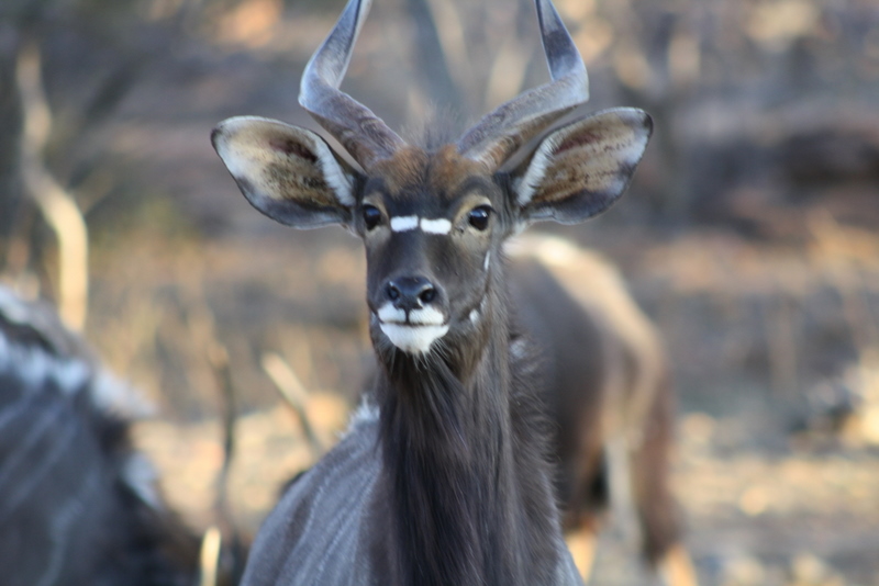 Nyala looking toward the camera