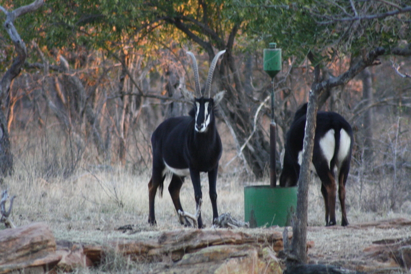 Sable antelope at Seringa