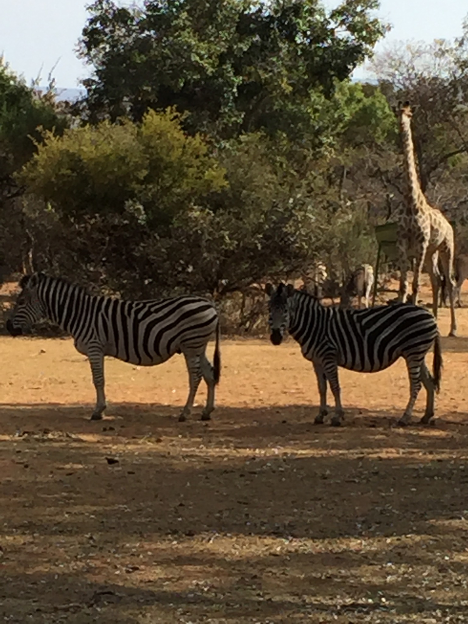 Zebra with a giraffe in the background at Seringa