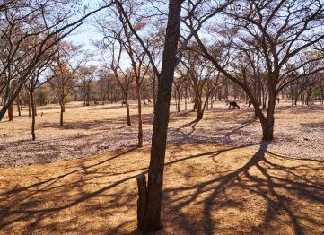 Seringa Ranch Chalets 2